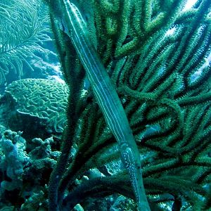TrumpetFish5