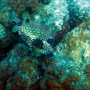 TrunkFish1