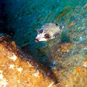 TrunkFishontheHooker