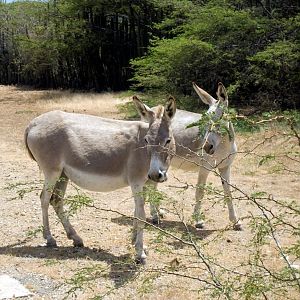 WildDonkeys