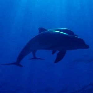 Dolphins