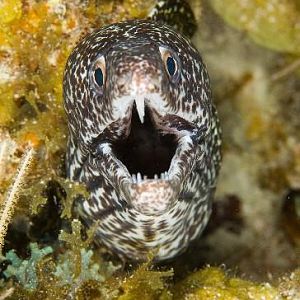 Spotted Moray