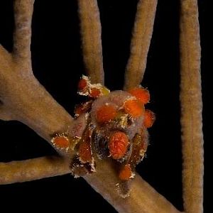 Southern Teardrop Crab