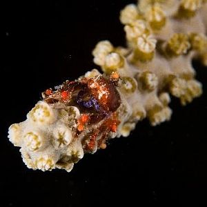 Cryptic Teardrop Crab