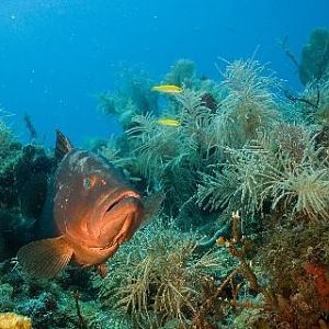 Red Grouper