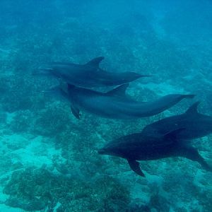 AtlanticBottlenoseDolphins