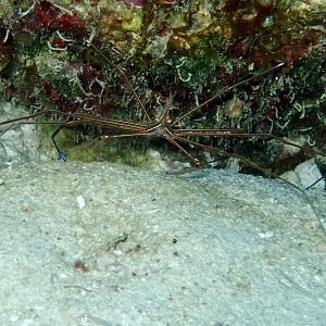 Arrow crab ready to rumble