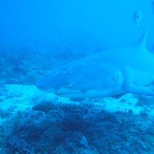 Lemon Shark