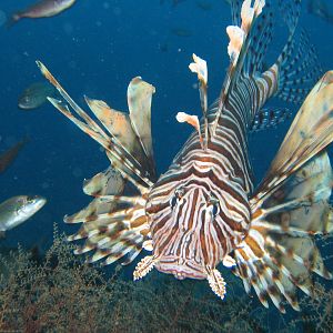 Lion Fish
