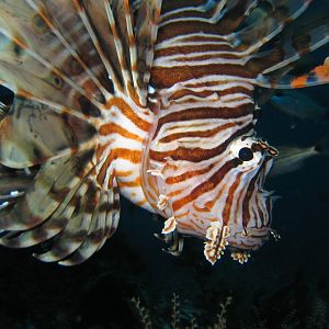 Lion Fish
