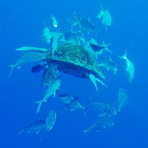 Tortuga-Rear-Shot