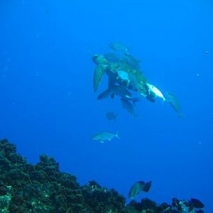 Tortuga-Near-Rig