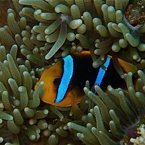 Anenome fish 1