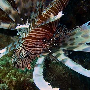 Lionfish 1