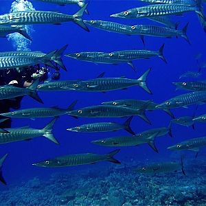 GWNDWN surrounded by school of chevron barracuda