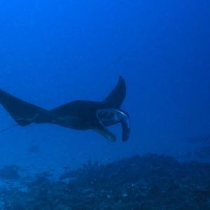Manta