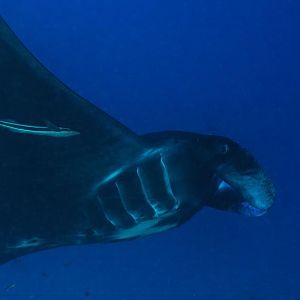 More Manta