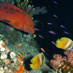Random Fish