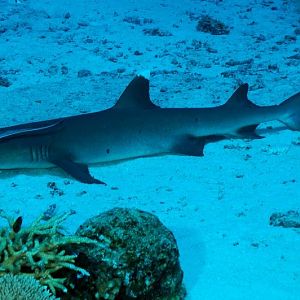 Did I mention there were sharks