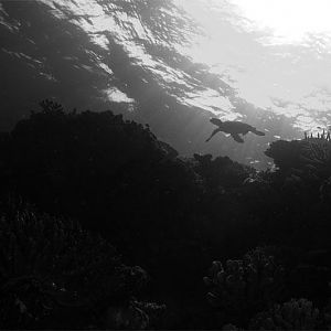 Lone Turtle