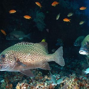 How 'bout these Sweetlips