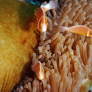 Anemone Fish Dammit