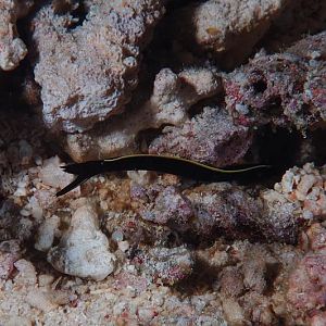 Juvi Blue Ribbon Eel