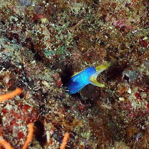 Adult Blue Ribbon Eel