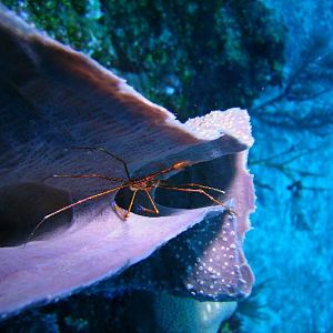 arrow crab