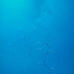 three-ring circus