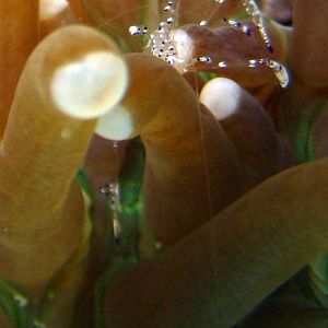 Anemone Cleaner Shrimp