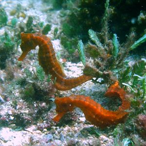costaricapic017_694549