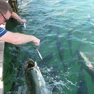 Topside pics of Spiegel Groovy V