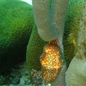 Flamingo Tongue