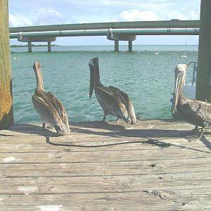 Robbies (Tarpon feeding) on Sunday lunch