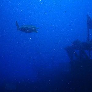 Turtle on Spiegel Grove