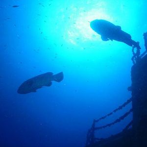 Goliath Groupers on Spiegel Grove