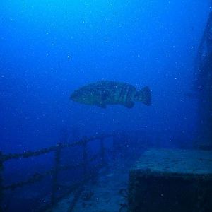 Goliath Grouper on Spiegel Grove