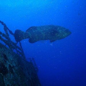 Goliath Grouper on Spiegel Grove