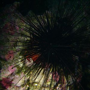 symbiosis?