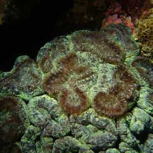 coral colors #2