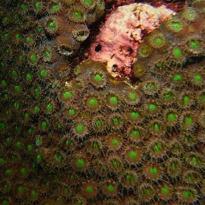 coral colors #1
