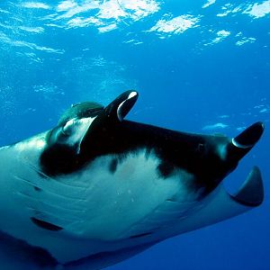 curled cephalic tentacles