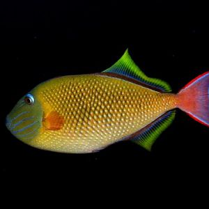 crosshatched triggerfish