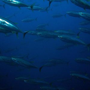 yellowfin tuna school
