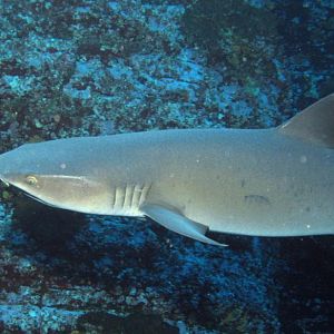 whitetip shark