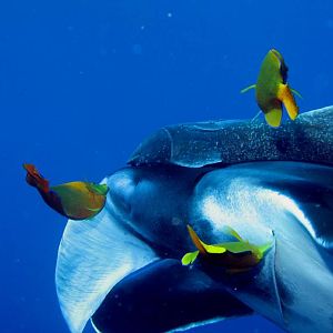 clarion angelfish cleaningstation