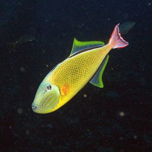 crosshatched triggerfish2