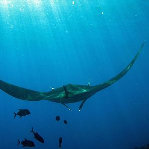 sunlight dappled manta