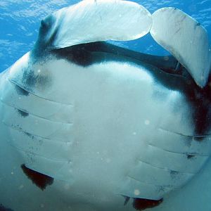manta underbelly